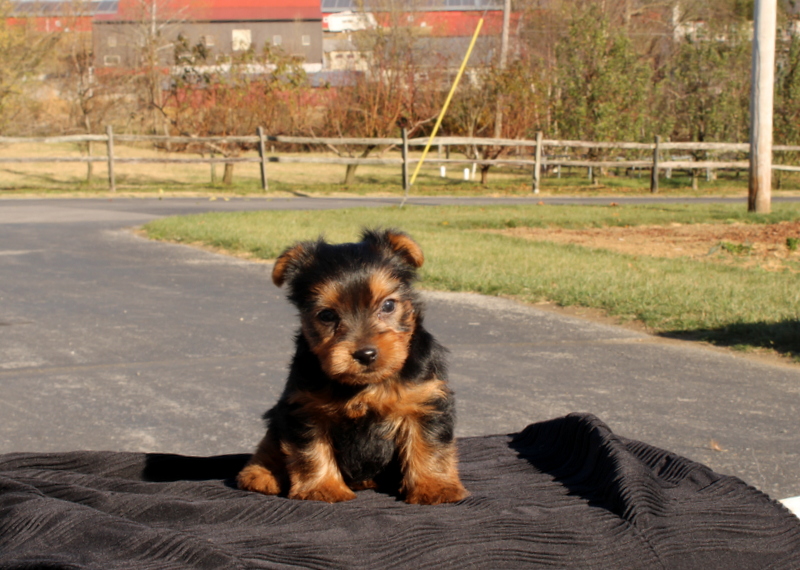 puppy, for, sale, Yokshire Terrier, Matthew B. Stoltzfus, dog, breeder, Gap, PA, dog-breeder, puppy-for-sale, forsale, nearby, find, puppyfind, locator, puppylocator, aca